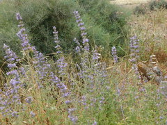 Nepeta curviflora