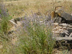 Nepeta curviflora