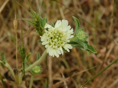 Lomelosia prolifera