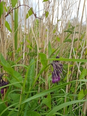 Symphytum officinale