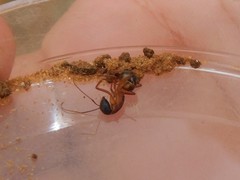 Camponotus fellah