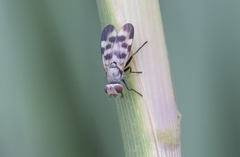 Melieria