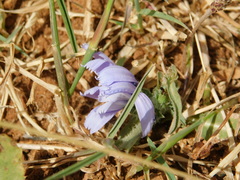 Cichorium endivia