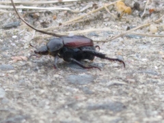 Phyllopertha horticola