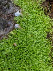 Utricularia graminifolia