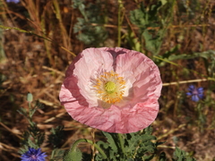 Papaver somniferum