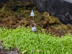 Utricularia graminifolia