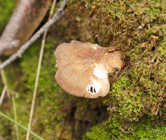 Lactifluus leonardii