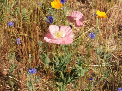 Papaver somniferum