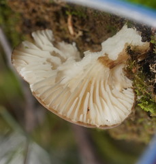 Lactifluus leonardii