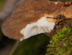 Lactifluus leonardii