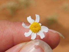 Anthemis pseudocotula