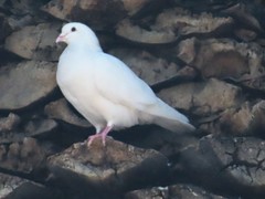 Columba livia domestica