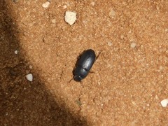 Opatroides punctulatus