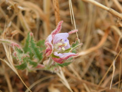 Erodium telavivense