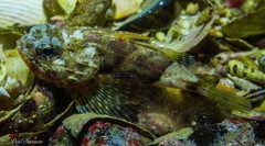 Maxillicosta scabriceps