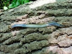 Lampetra planeri