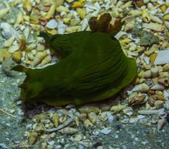 Tambja dracomus
