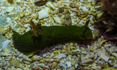 Tambja dracomus