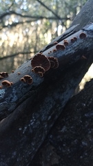 Anthracophyllum discolor