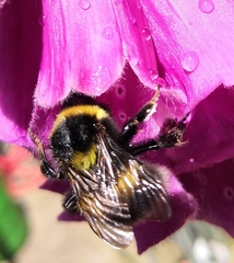Bombus hortorum