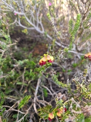 Hermannia flammea