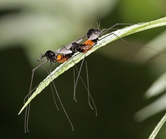 Tipula holoserica