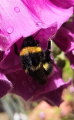 Bombus hortorum