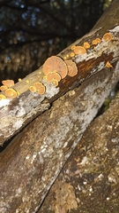 Anthracophyllum discolor