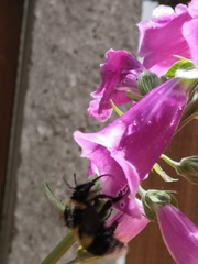 Bombus hortorum