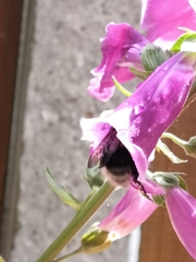 Bombus hortorum