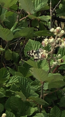 Melanargia galathea