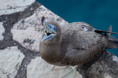 Brown Booby