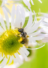 Hemihalictus