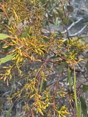 Eucalyptus socialis viridans