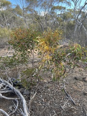 Eucalyptus socialis viridans