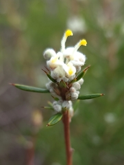 Grevillea pilulifera