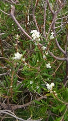 Grevillea pilulifera