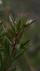 Grevillea pilulifera