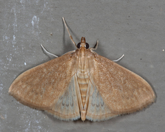 Framinghamia helvalis