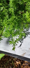 Selinum carvifolia