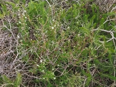 Grevillea pilulifera