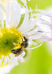 Hemihalictus