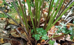 Selinum carvifolia