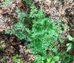 Selinum carvifolia