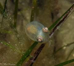 Sepiadarium austrinum