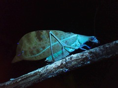 Leptoderes ornatipennis