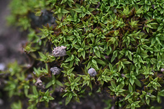 Trichostomum brachydontium