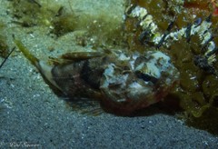 Maxillicosta scabriceps