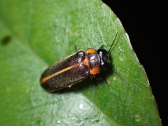 Luciola curtithorax
